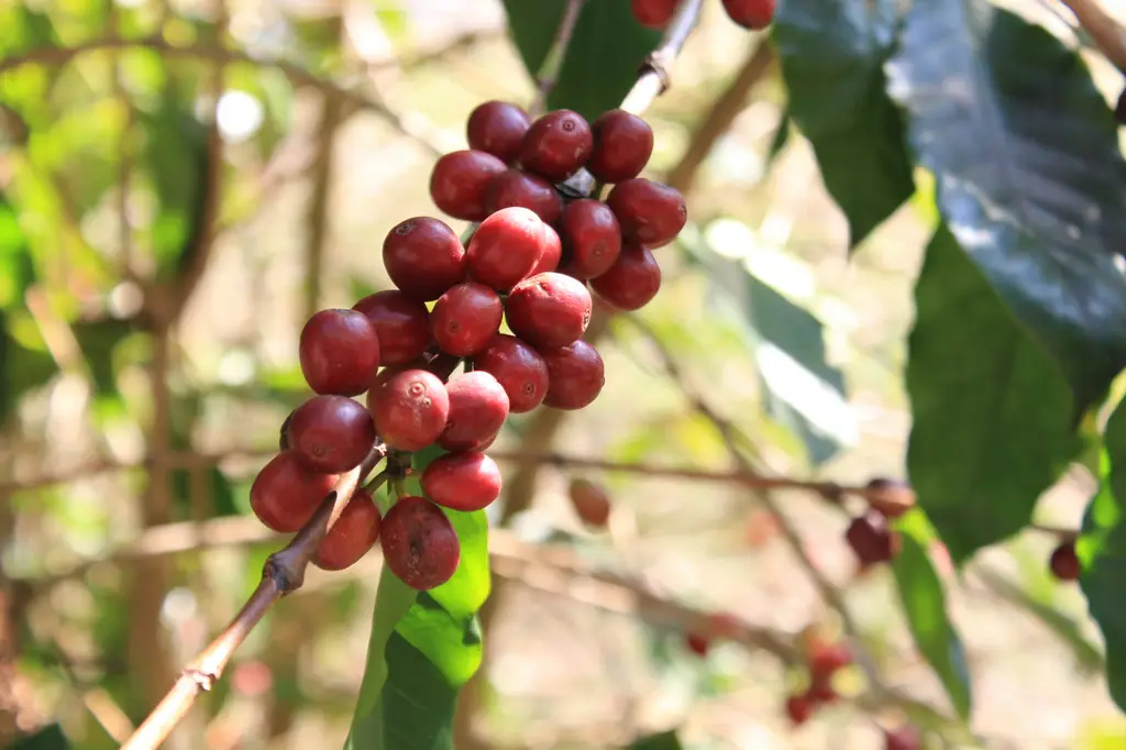 以太妃糖核果拿鐵糖漿:甜蜜香醇的咖啡提味聖品